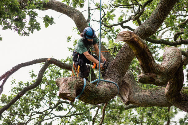 Best Hazardous Tree Removal  in Porter Heights, TX