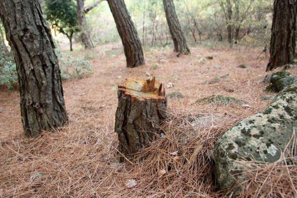 Best Root Management and Removal  in Porter Heights, TX