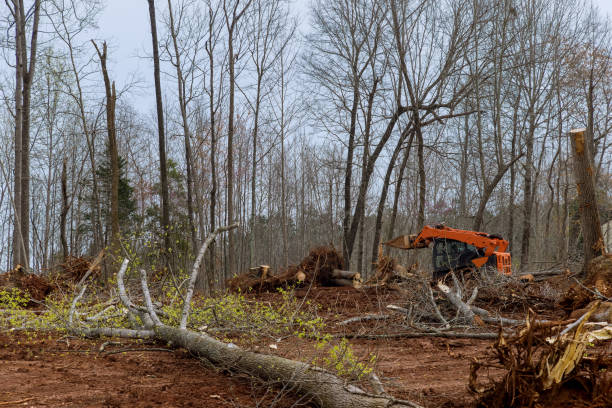 Best Tree Mulching  in Porter Heights, TX