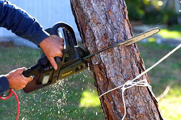  Porter Heights, TX Tree Care Pros