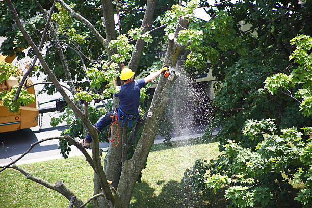 Lawn Watering Services in Porter Heights, TX