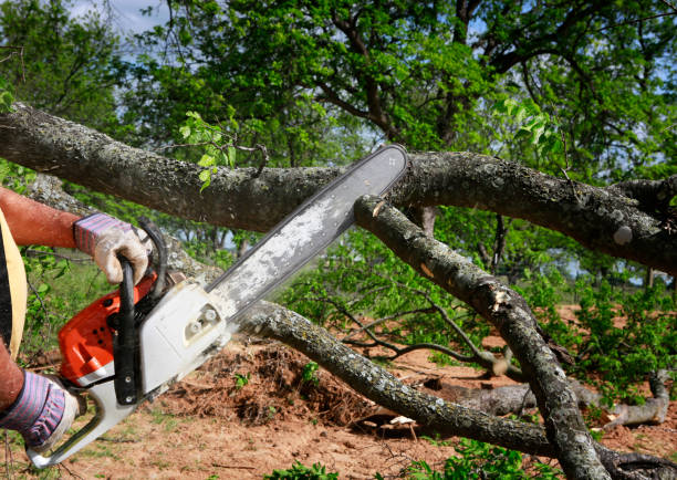 Best Palm Tree Trimming  in Porter Heights, TX